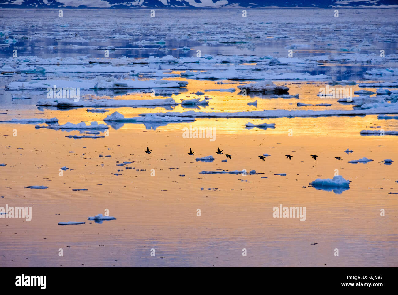 Der brunnich Guillimots (Uria lomvia) fliegen niedrig über Meereis an der Ostküste über arktische Sommer Abend. Insel Spitzbergen, Svalbard, Norwegen Stockfoto