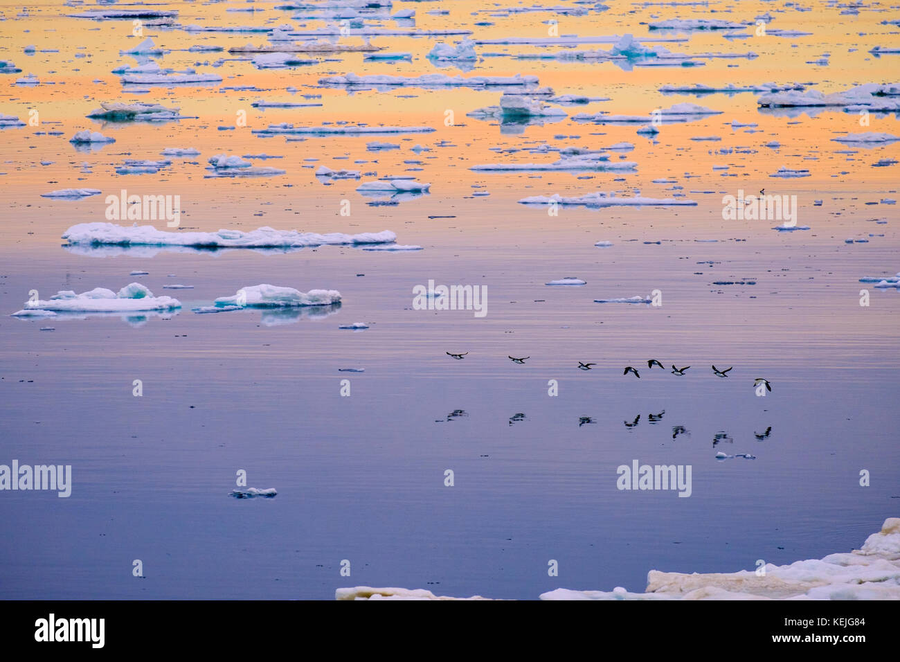 Der brunnich Guillimots (Uria lomvia) fliegen niedrig über Meereis an der Ostküste über arktische Sommer Abend. Insel Spitzbergen, Svalbard, Norwegen Stockfoto