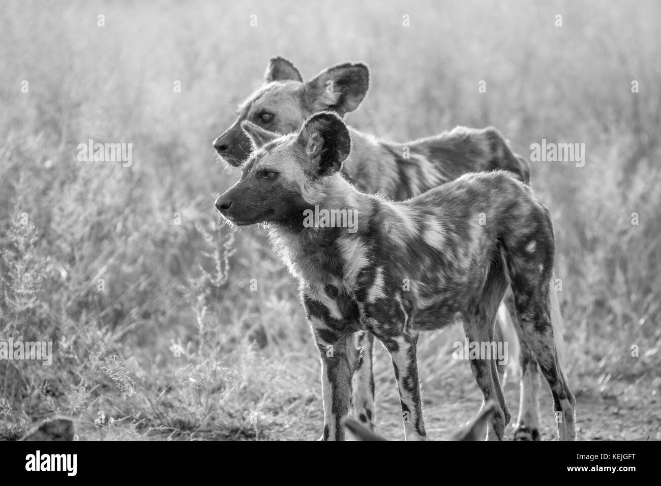 Afrikanische Wildhunde im Gras steht in Schwarz und Weiß in den Krüger National Park, Südafrika. Stockfoto