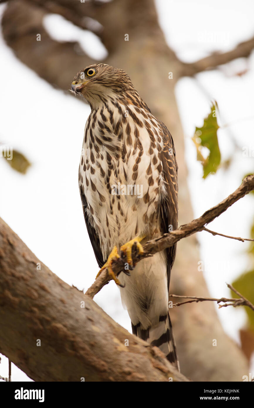 Ein junger Cooper's Falke, der auf einem Ast in Palo Alto, Kalifornien, hockte. Stockfoto