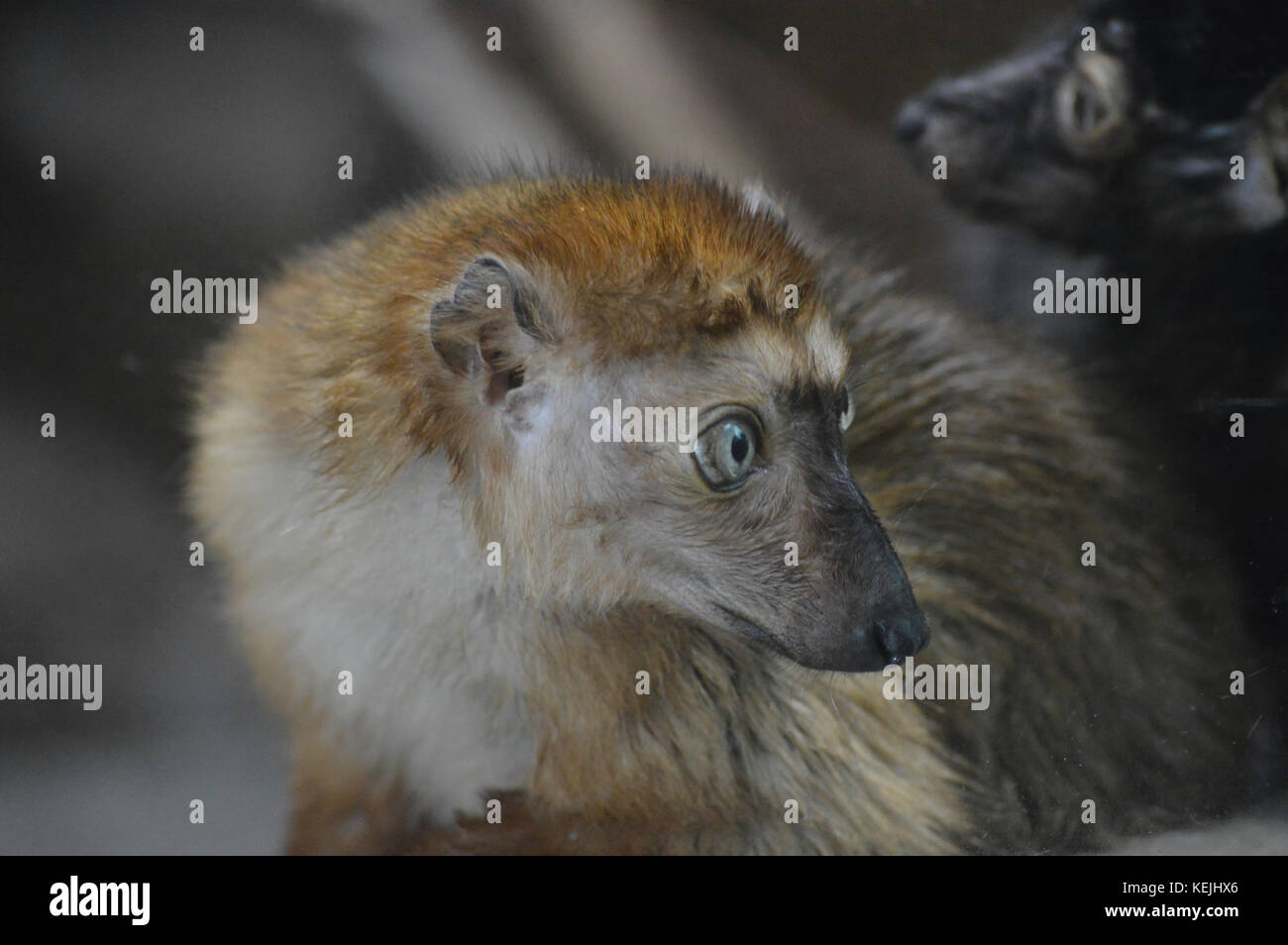 Blue eyed Lemur Stockfoto