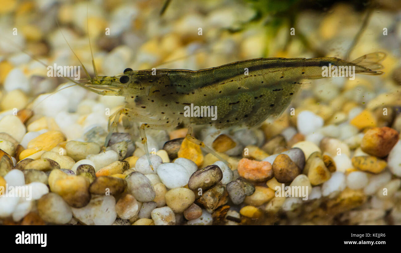 Eine Makroaufnahme eines amano Garnelen Eier tragen. Stockfoto