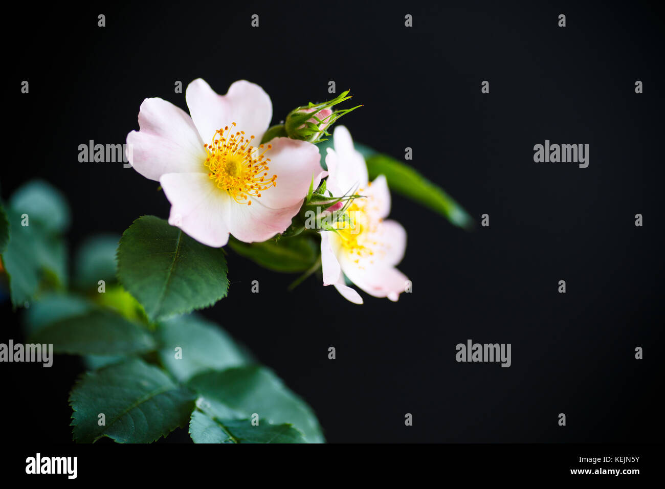 Blumenstrauß aus Wild Rose Stockfoto