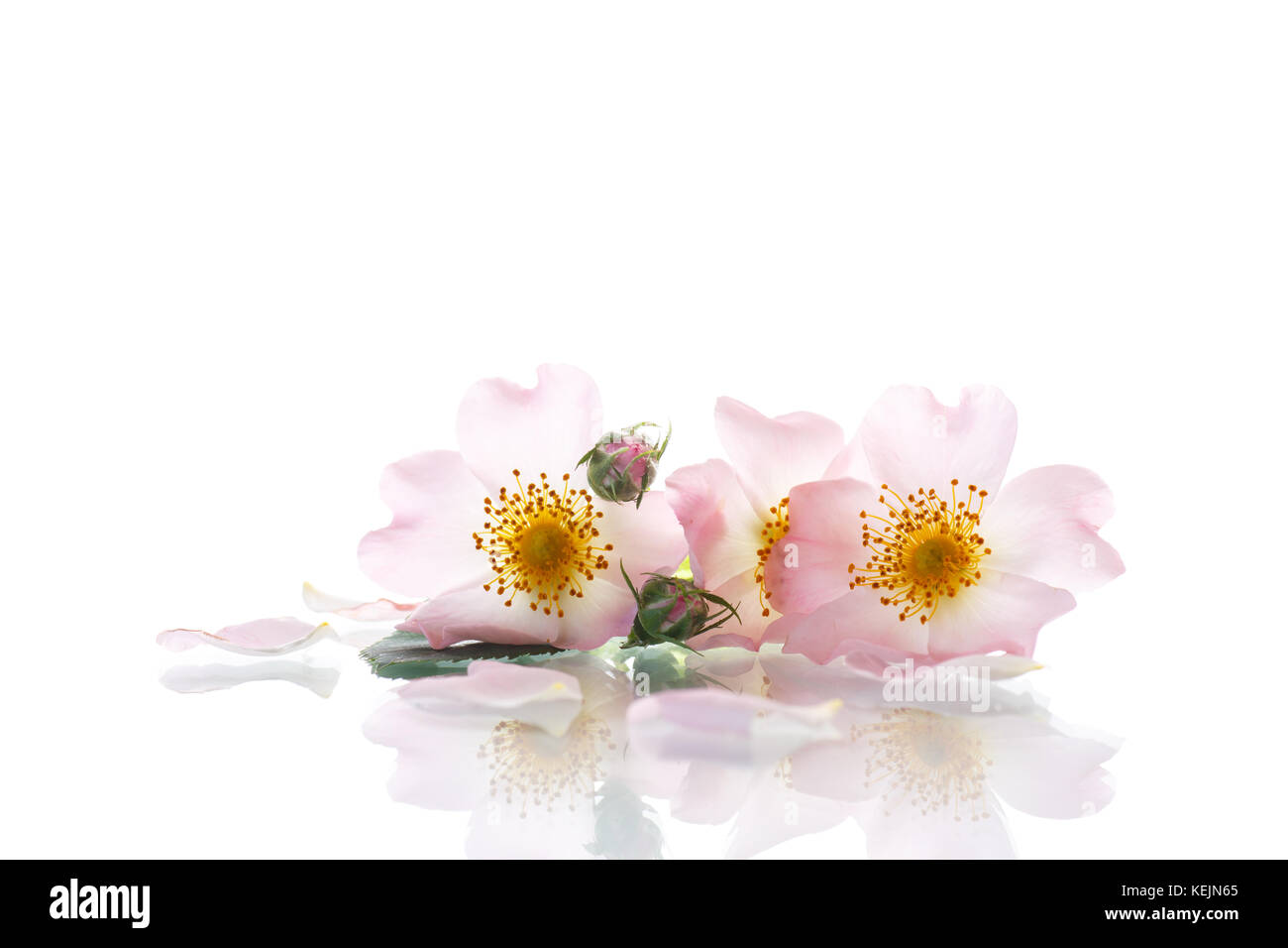 Blumenstrauß aus Wild Rose Stockfoto