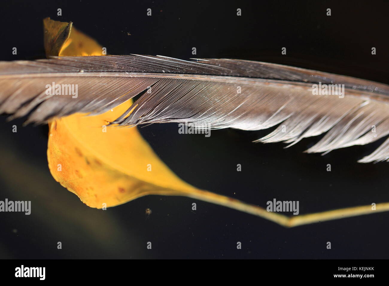 Herbst Farben - makroaufnahme von Federn und gelbe Blätter auf dem Wasser Stockfoto