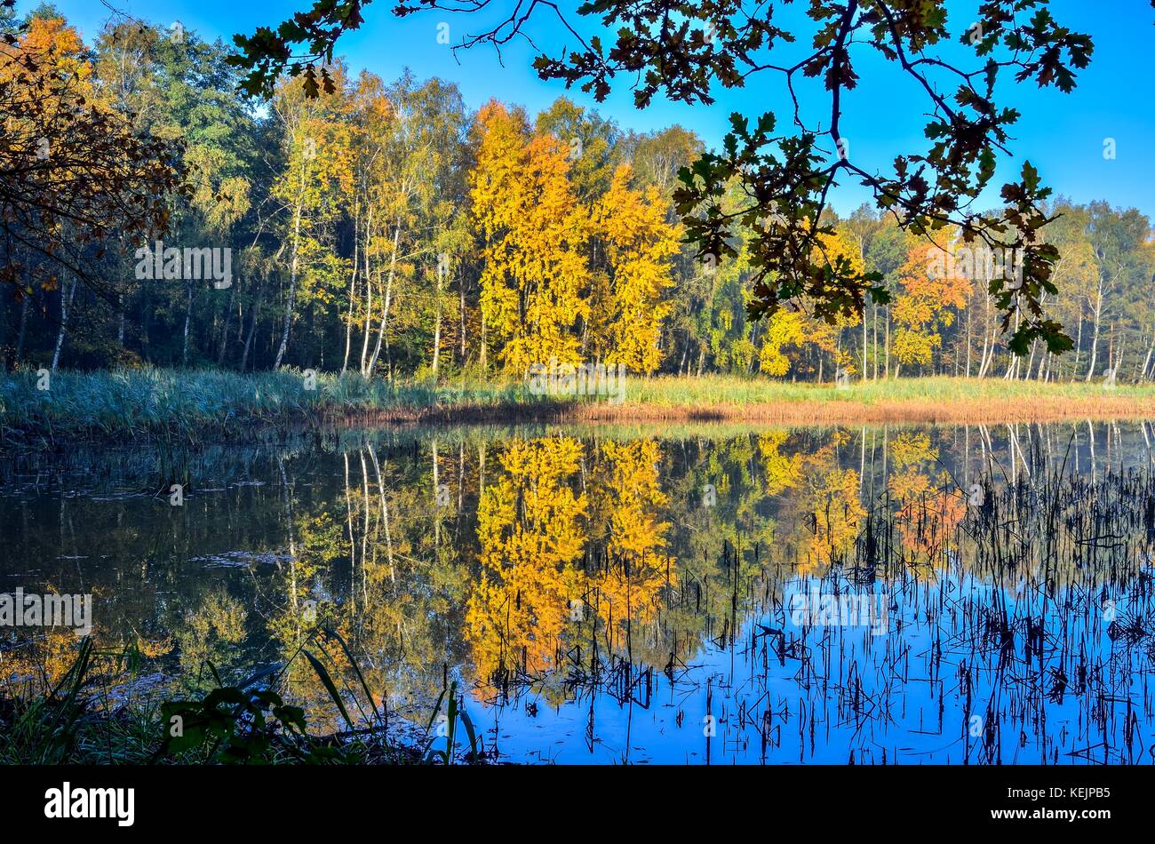 Schönen Herbst Landschaft. Teich und farbenfrohe Bäume im Wald. Stockfoto