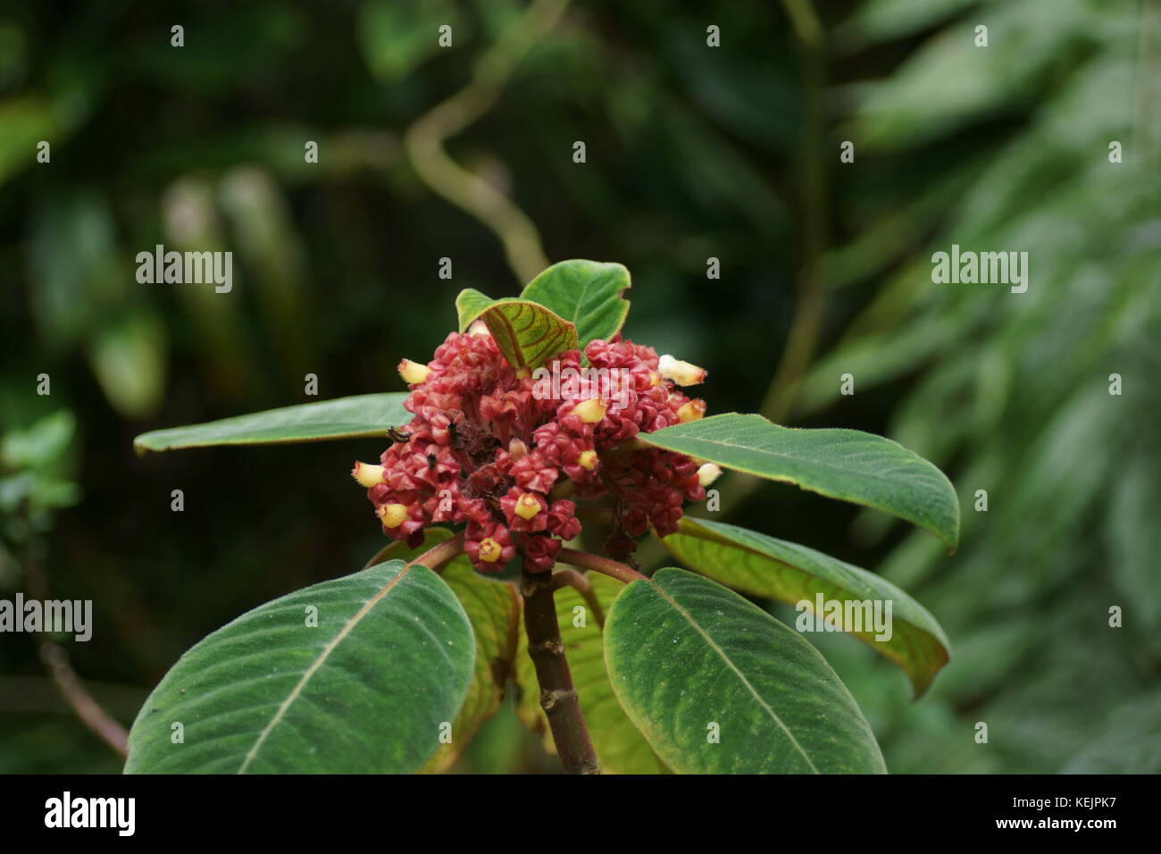 Corytoplectus schlimii oder Corytoplectus capitatus Stockfoto