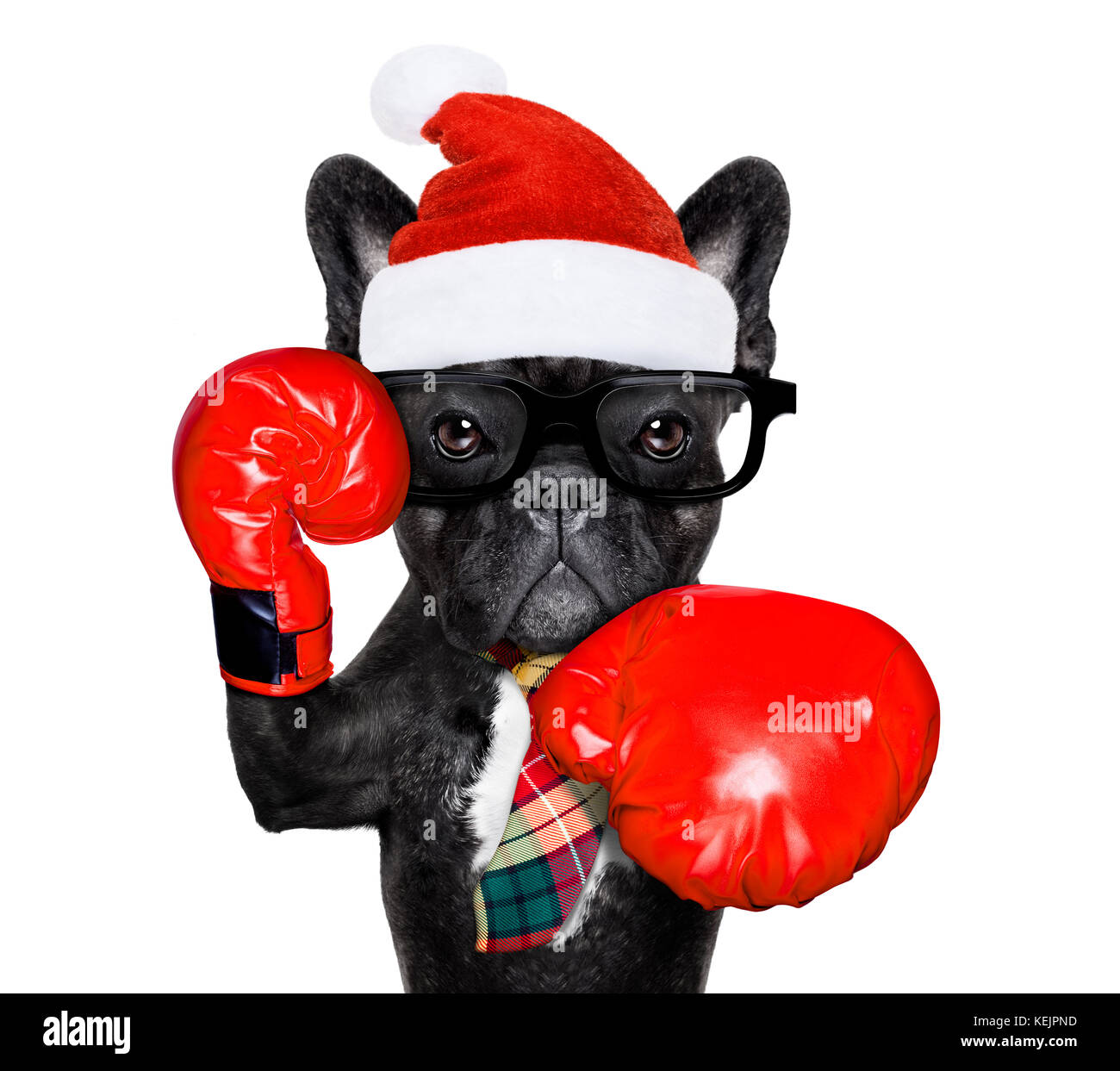 Französische Bulldogge boxing Hund mit großen roten Handschuhe Unternehmer, Manager oder Verwalter auf weißem Hintergrund, auf weihnachten urlaub Ferienhäuser mit sa Stockfoto