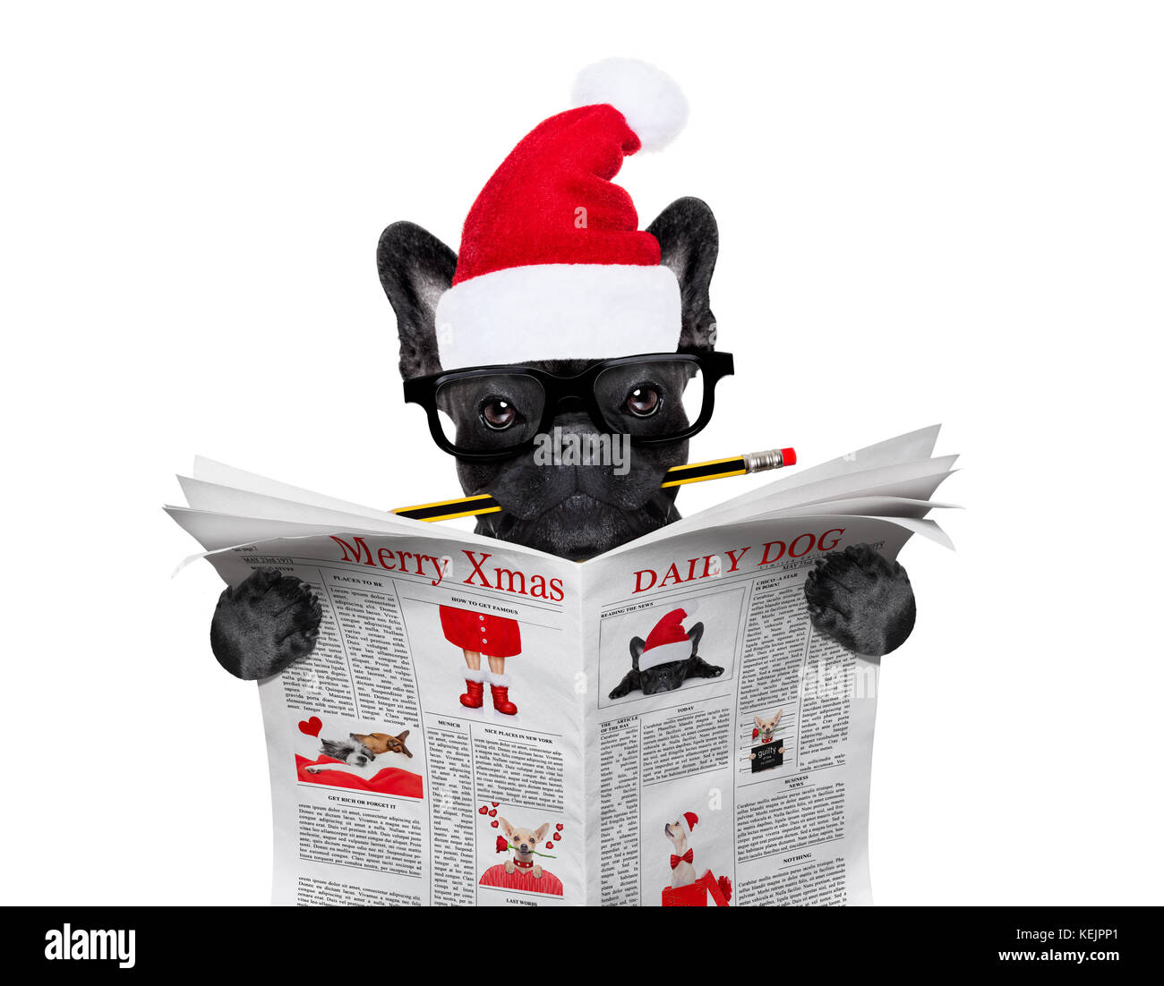 Büro Geschäftsmann französische Bulldogge Hund mit Kugelschreiber oder Bleistift im Mund das Lesen einer Zeitung oder Zeitschrift, auf weihnachten urlaub Ferienhäuser mit Santa Claus ha Stockfoto