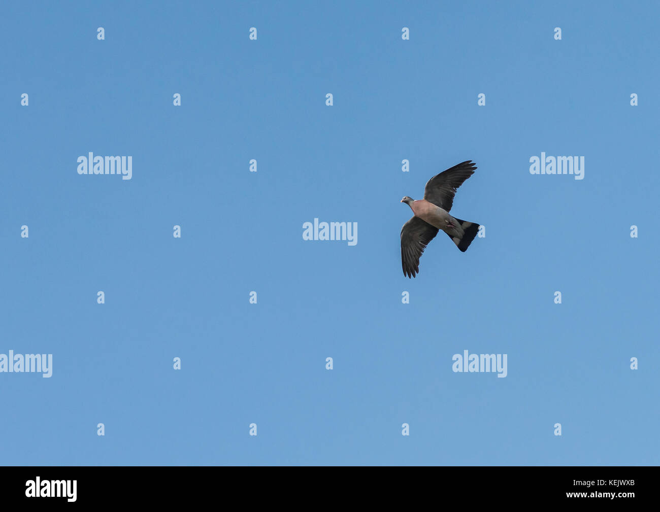 Ein Schuß einer ringeltaube durch einen blauen Himmel fliegen. Stockfoto