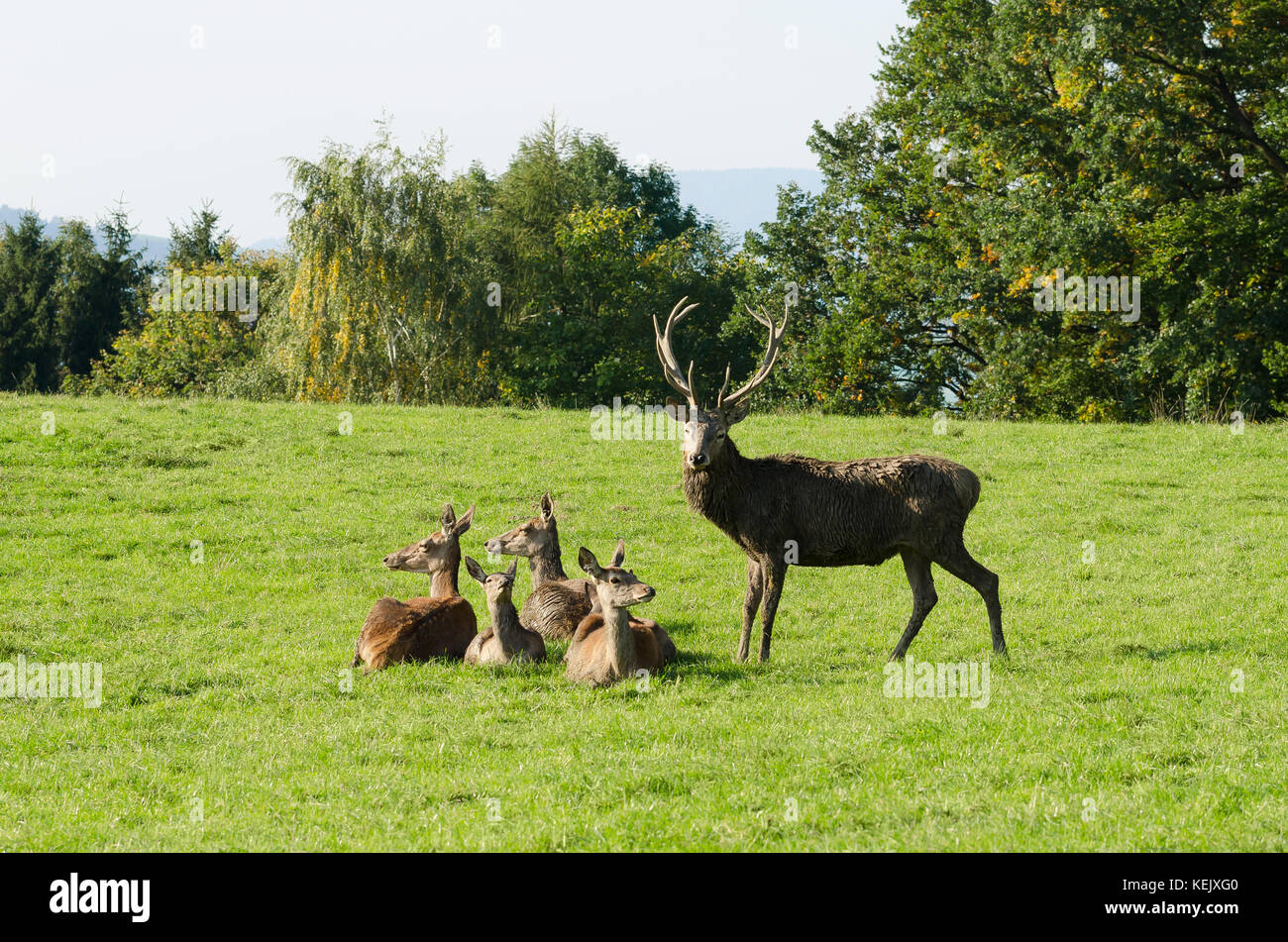 Europäische Red deer Gruppe auf einer Koppel im Sommer Sonne. reife Hirsch (männlich) und vier Hinds (Weibchen). Herde von Cervus elaphus in Westeuropa. Foto. Stockfoto