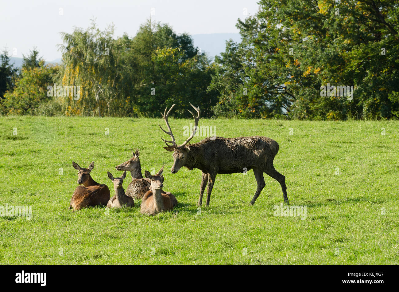 Europäischen Rotwild Herde auf einer Koppel im Sommer Sonne. reife Hirsch (männlich) und vier Hinds (Weibchen). Gruppe von Cervus elaphus in Westeuropa. Foto. Stockfoto