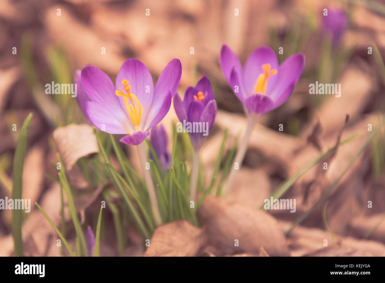 Crocus (englisch Plural: krokusse oder croci) ist eine Gattung von Blütenpflanzen in der iris Familie bestehend aus 90 Arten von Stauden wachsen aus Knollen. Stockfoto