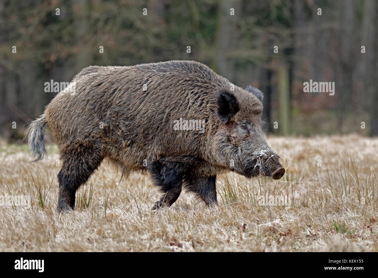 Wildschwein (Sus scrofa), Stoßzäher, Schleswig Holstein, Deutschland, Europa Stockfoto
