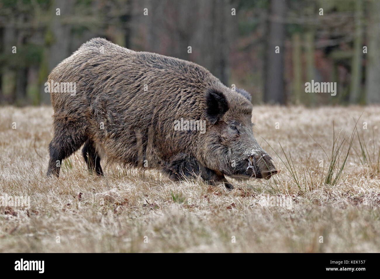 Wildschwein (Sus scrofa), Stoßzäher, Schleswig Holstein, Deutschland, Europa Stockfoto