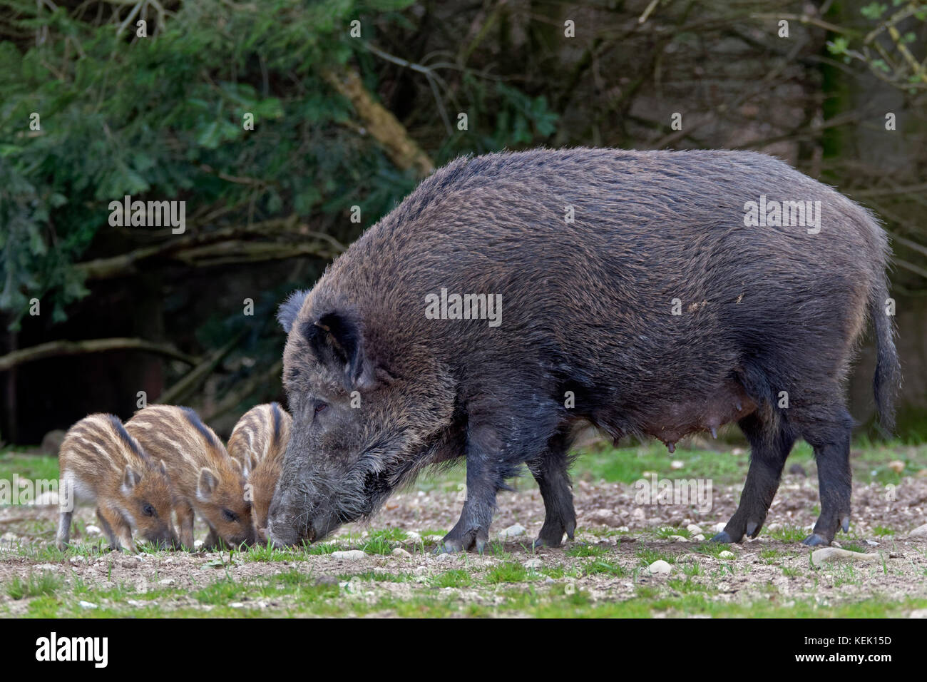 Wildschweine (Sus scrofa), Sau und Ferkel, Schleswig Holstein, Deutschland, Europa Stockfoto