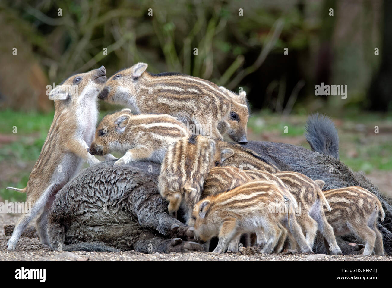 Junge Wildschweinferkel auf dem Rücken der Sau (Sus scrofa), Schleswig Holstein, Deutschland, Europa Stockfoto