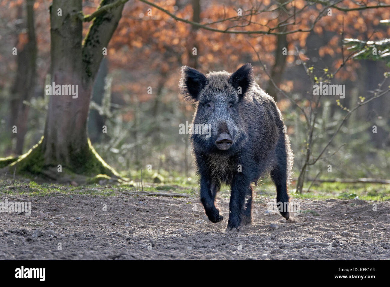 Wildschwein (Sus scrofa), Schleswig Holstein, Deutschland, Europa Stockfoto