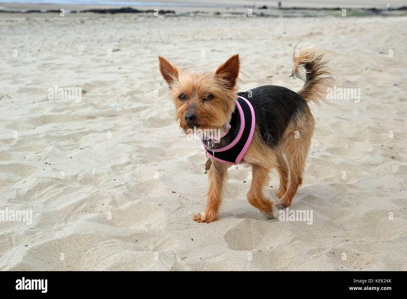 Niedlicher kleiner Hund am Rhosneiger Beach, Anglesey, Wales, UK Stockfoto