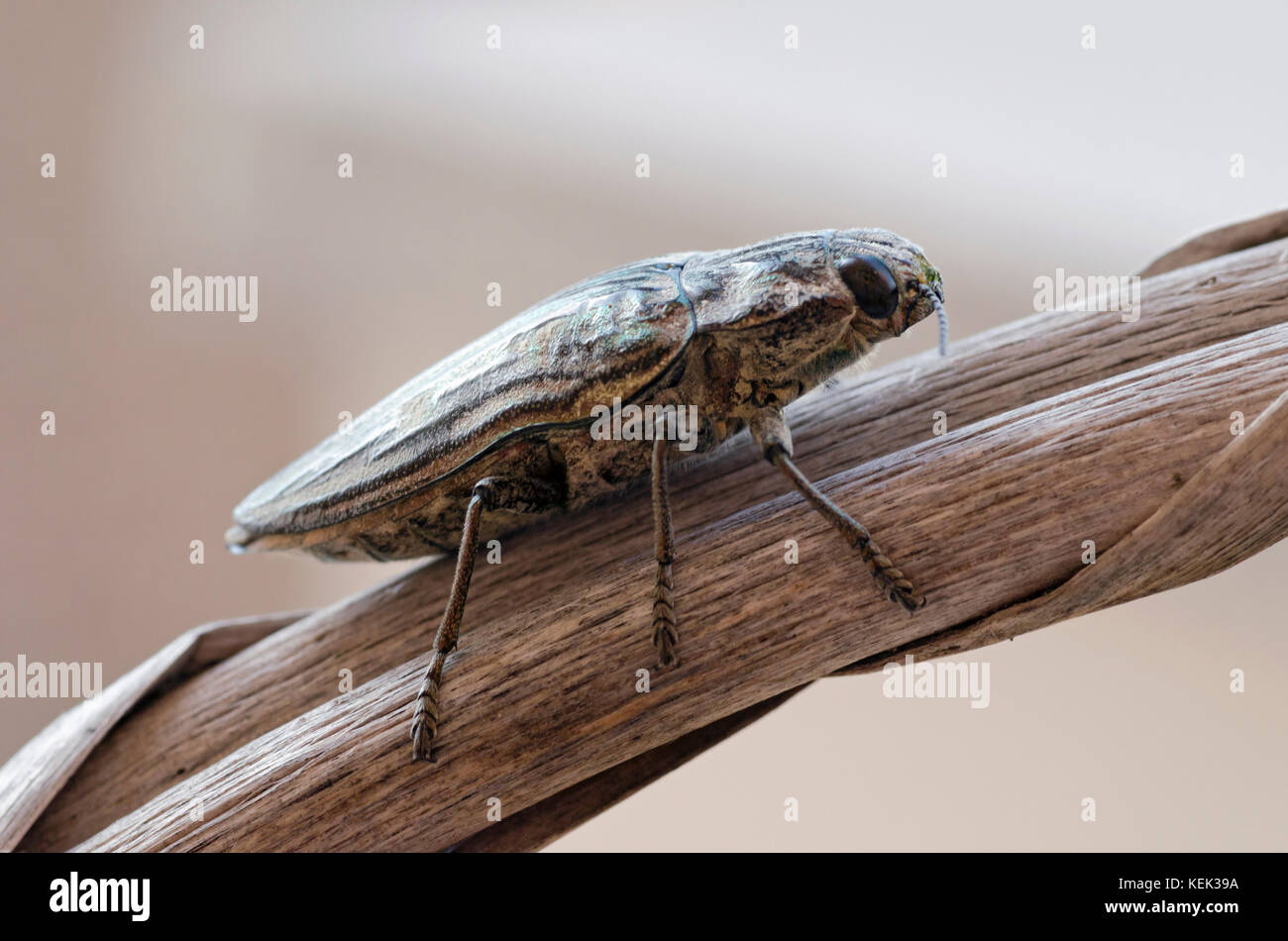 Detailansicht von Chalcophora mariana Beetle - Pine Borer Stockfoto