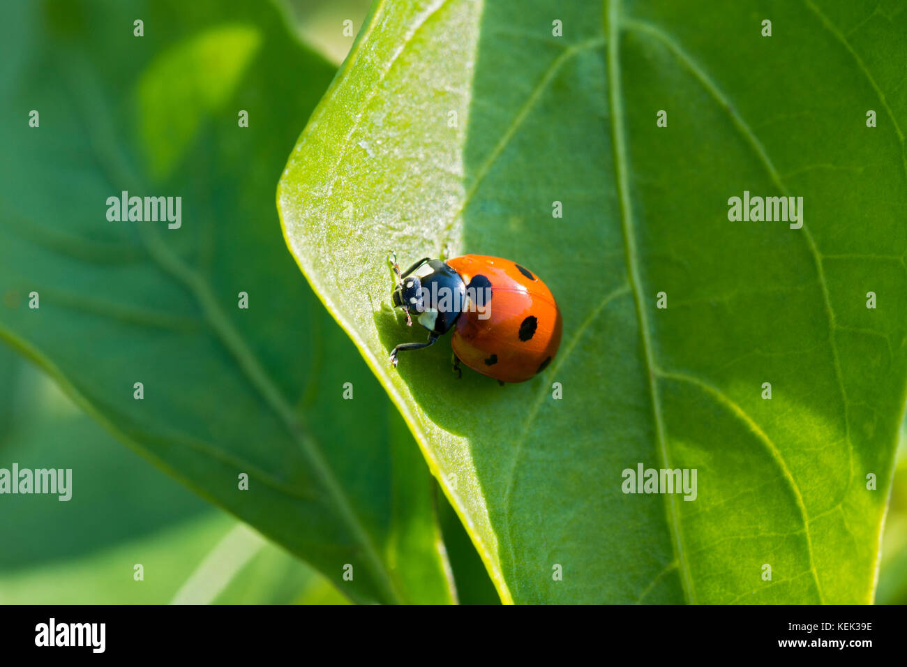 Nahaufnahme einer Marienkäfer Klettern ein grünes Blatt an einem sonnigen Tag mit einem unscharfen Hintergrund Stockfoto