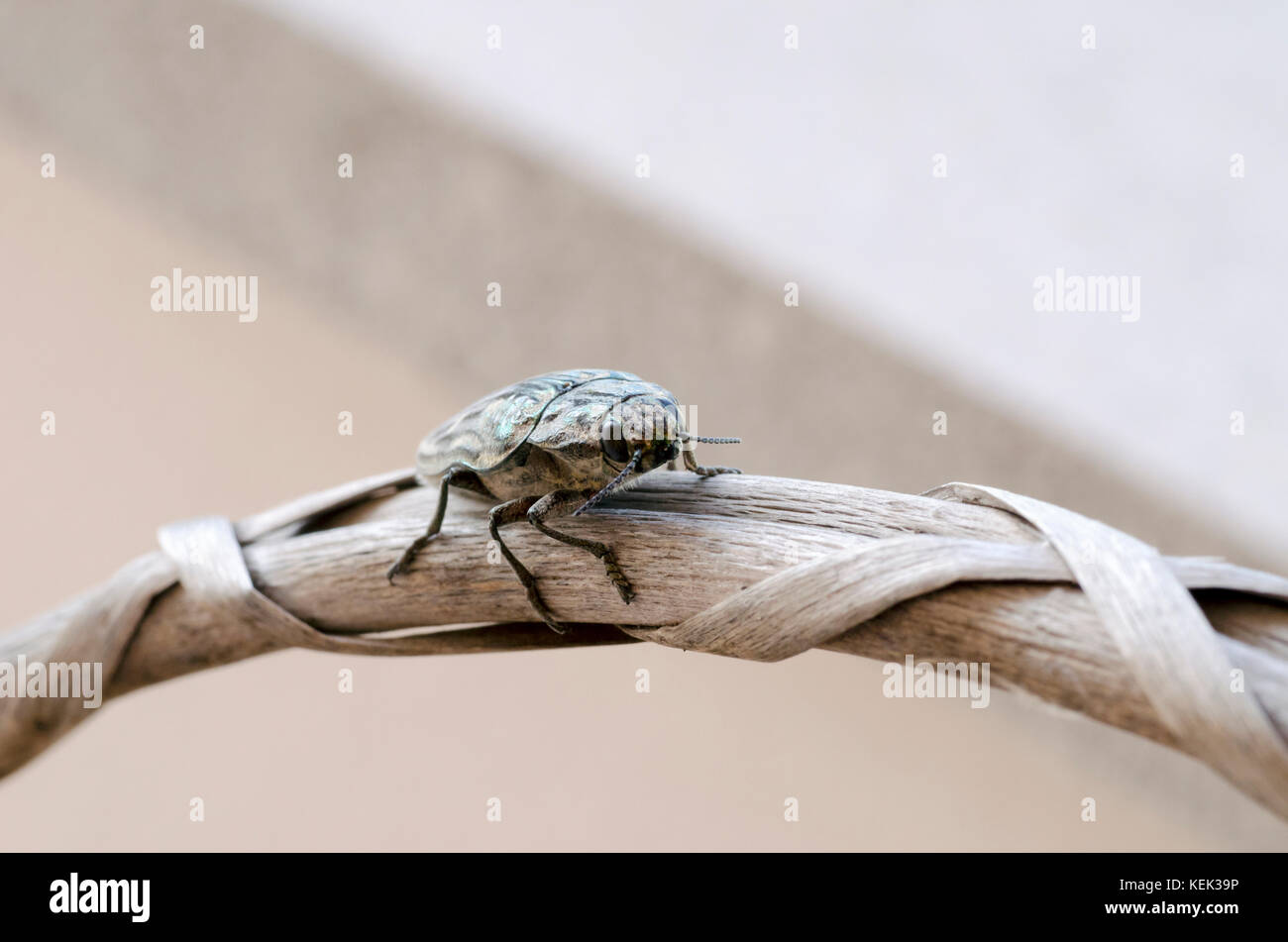 Detailansicht von Chalcophora mariana Beetle - Pine Borer Stockfoto