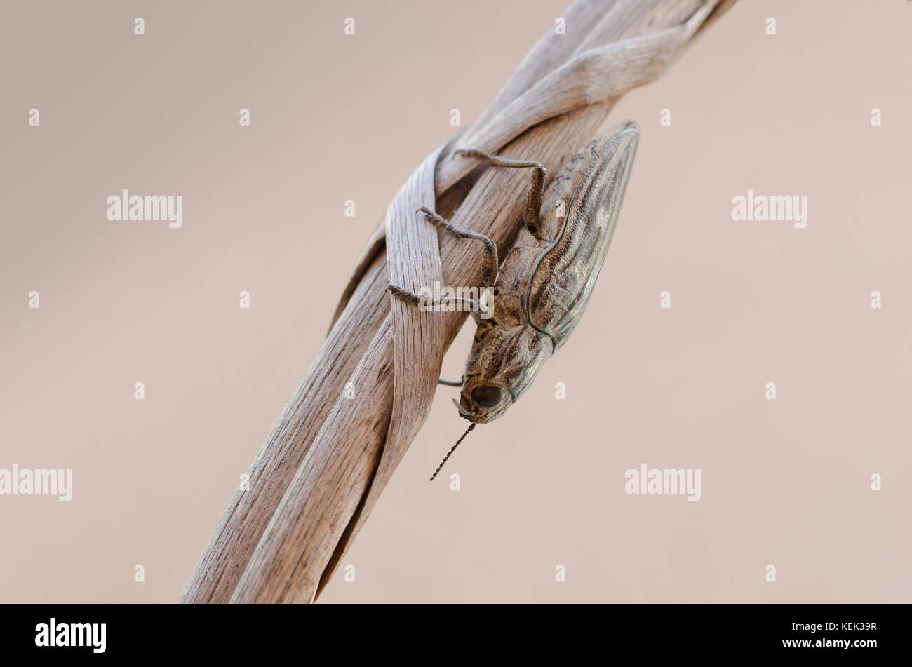 Detailansicht von Chalcophora mariana Beetle - Pine Borer Stockfoto