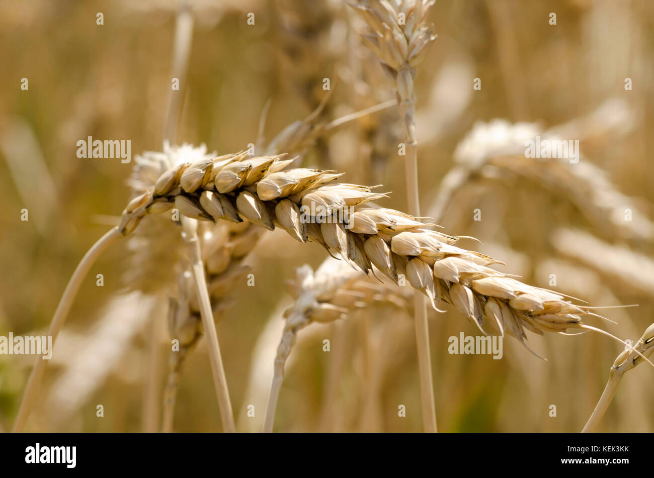 Nahaufnahme von reifem Weizen Nelken vor der Ernte im Sommer Tag Stockfoto