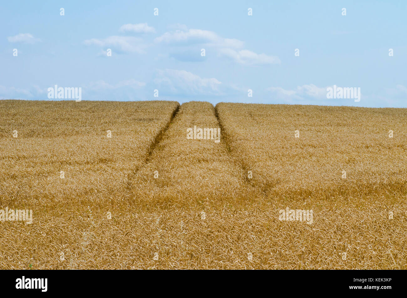 Blick auf das Getreide Feld unter einem blauen Himmel an einem Sommertag mit Schienen angehoben Stockfoto