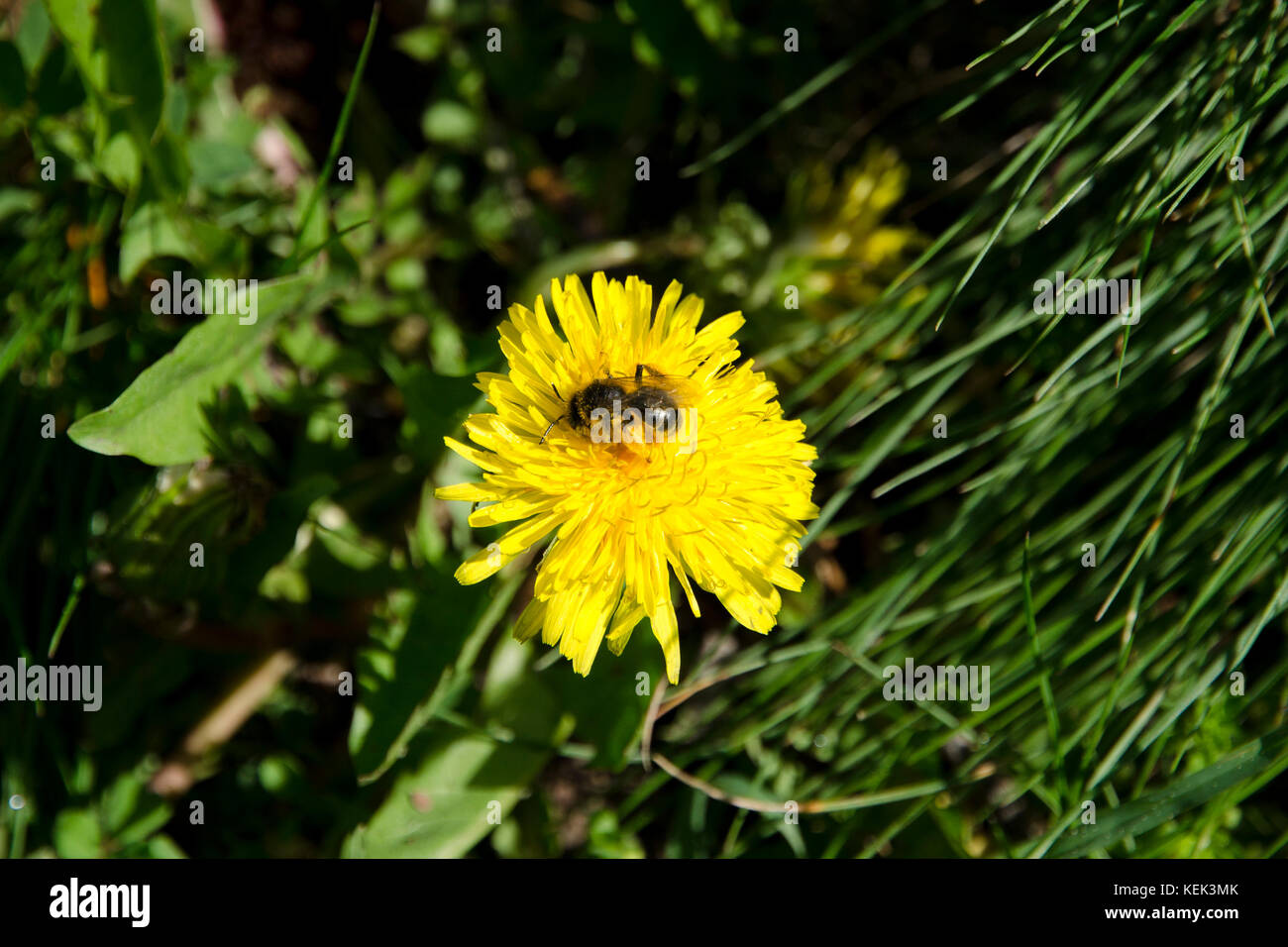 Eine Nahaufnahme einer Biene auf Löwenzahn Pollen sammeln an einem sonnigen Frühlingstag Stockfoto