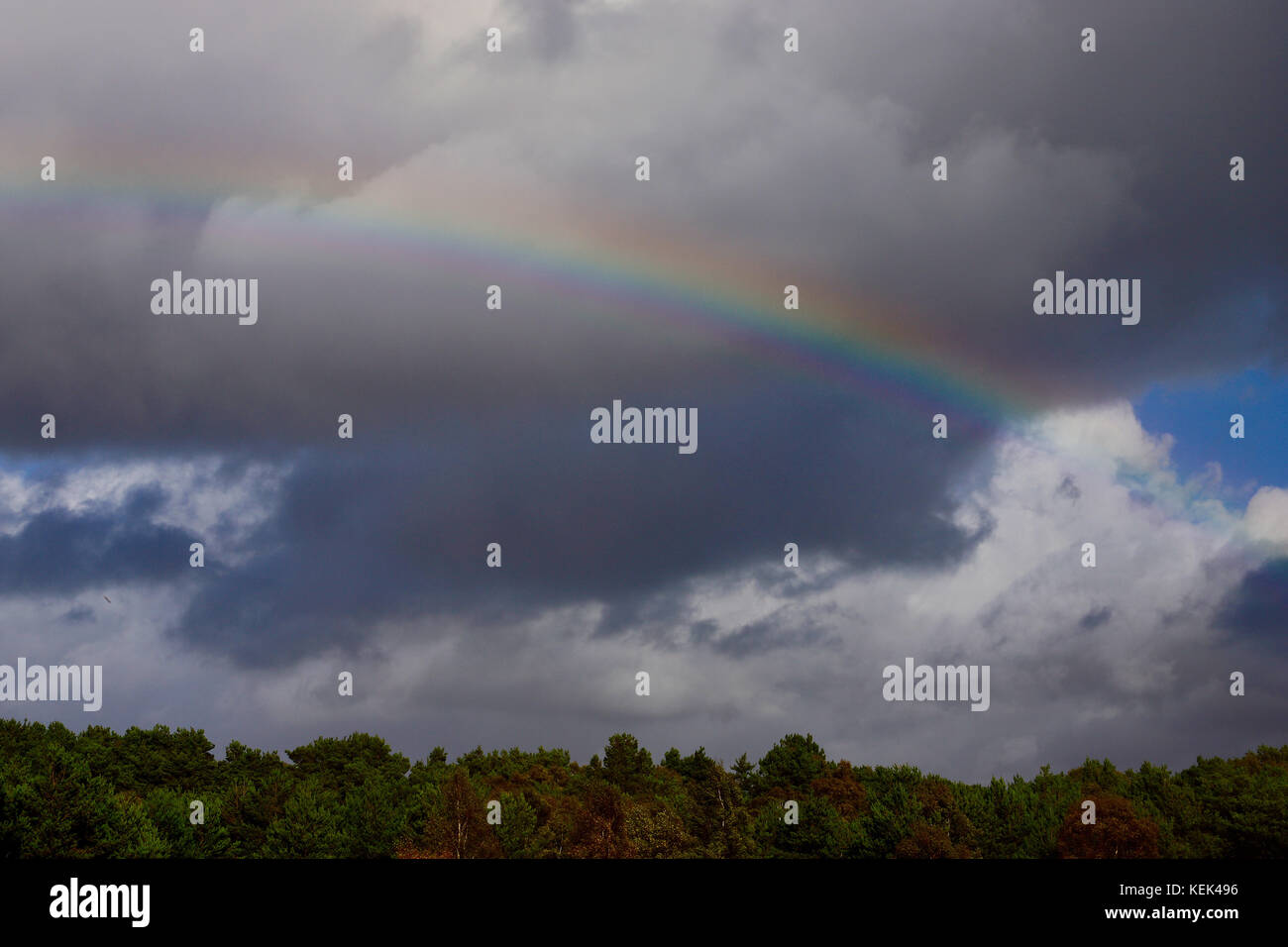 Sutton Heath, Großbritannien. Oktober 2017. UK Wetter: Sturm Brian Wolken und Regen erzeugen einen Regenbogen über den Herbstbäumen in Sutton Heath, Suffolk. Quelle: Angela Chalmers/Alamy Live News Stockfoto