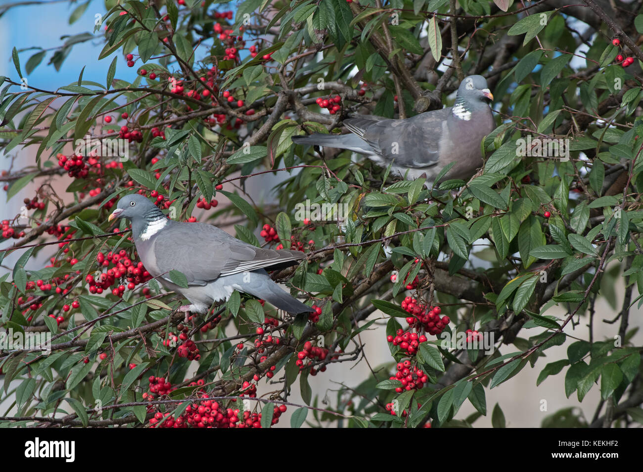 Paar Common Wood Tauben - Columba palumbus auf cotoneaster Beeren - Rosaceae. de Stockfoto