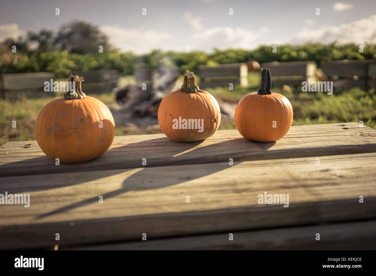 Drei baby Kürbisse am Pumpkin Patch. Stockfoto