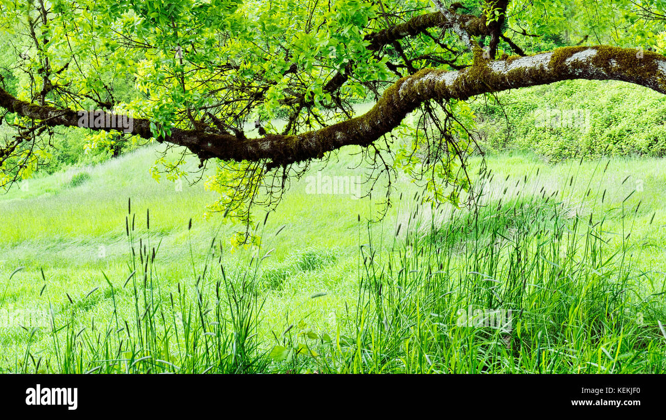 Grün dominiert die Farbe Palette an Champoeg State Heritage Area (Champoeg State Park), in der Oregon willamette Tal südlich von Portland, Oregon Stockfoto