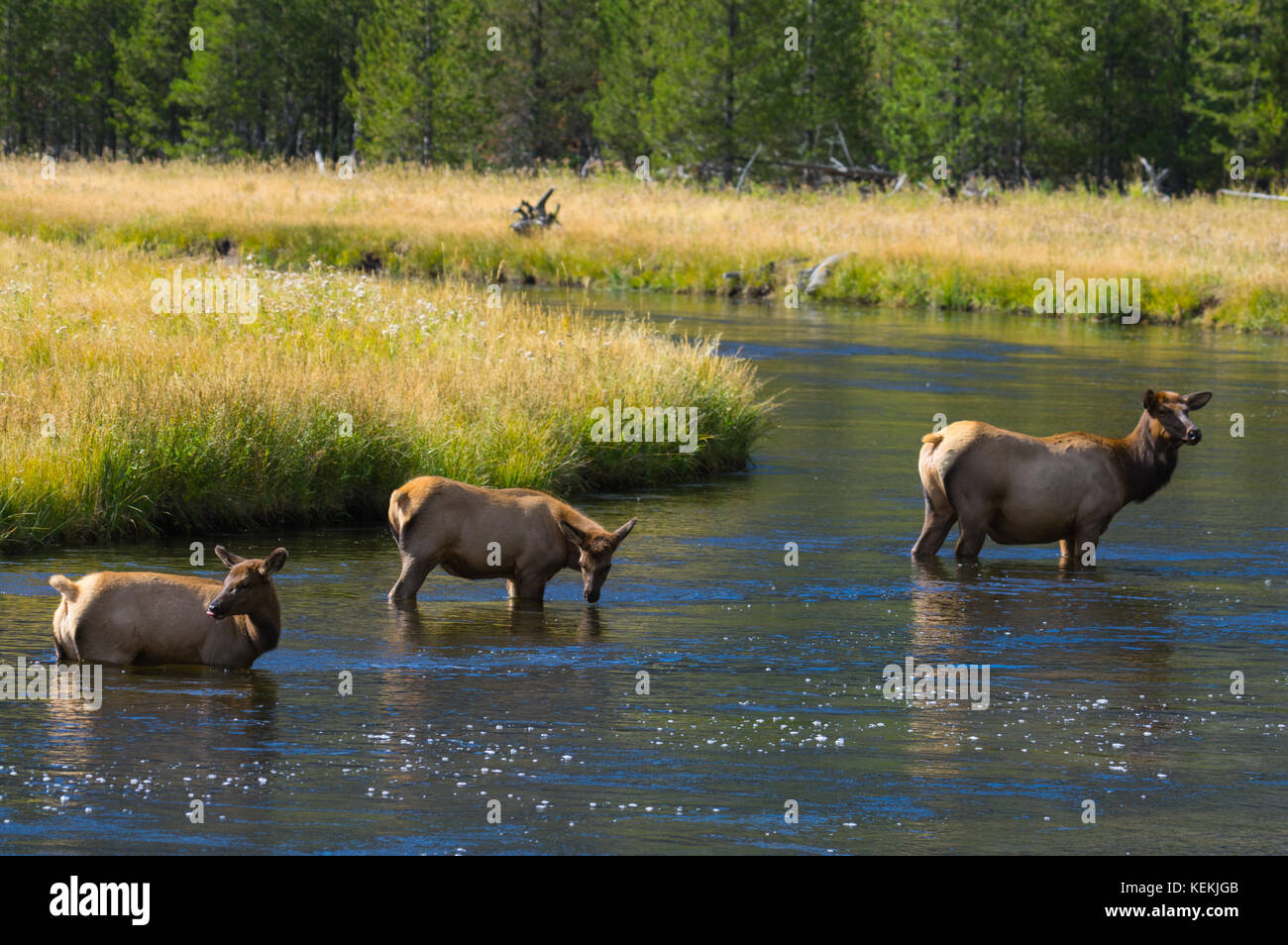 Eine Familie von Elk über einen Fluss waten. Stockfoto