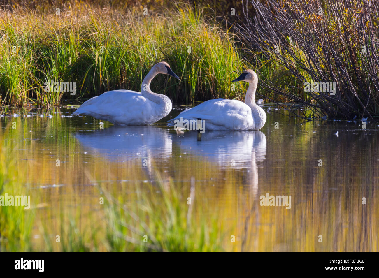 Ein Paar von trumpeter Schwäne in einem ruhigen See liebevoll voneinander. Stockfoto