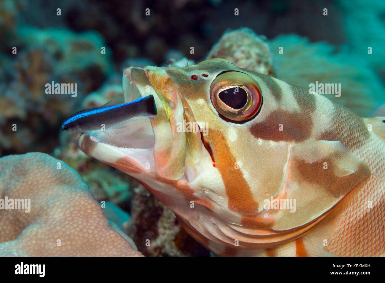 Schwarzspitzen Schwadleger gereinigt von bluestreak Cleaner wrasse, epinephelus fasciatus, Marsa Alam, Rotes Meer, Ägypten Stockfoto