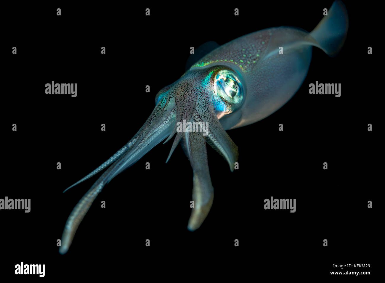 Bigfin reef Squid, sepioteuthis lessoniana, Marsa Alam, Rotes Meer, Ägypten Stockfoto