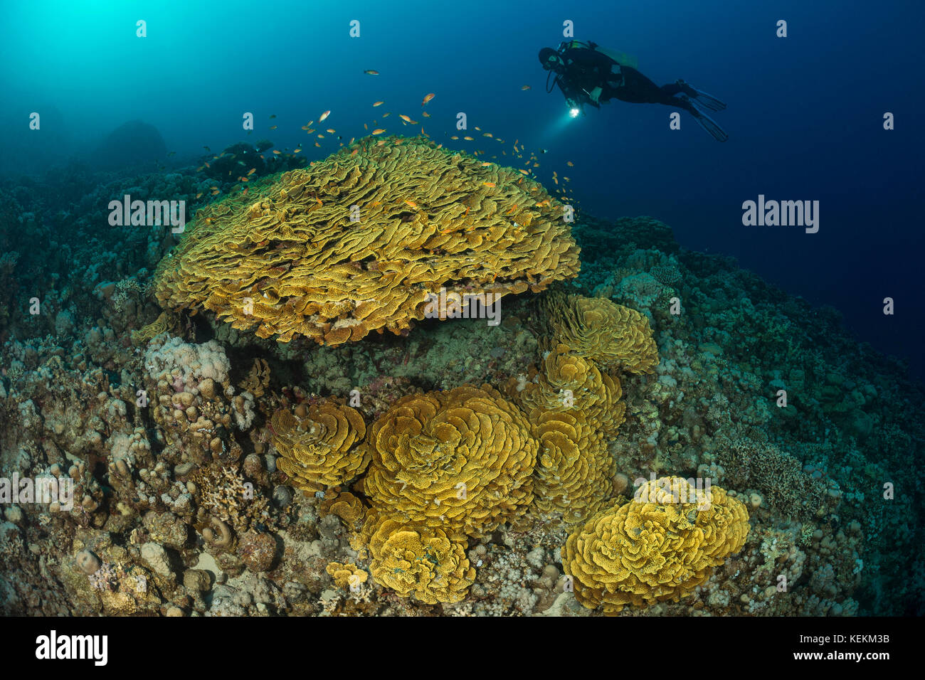 Scuba Diver über Gelb Koralle, Turbinaria reniformis Blättern, Marsa Alam, Rotes Meer, Ägypten Stockfoto