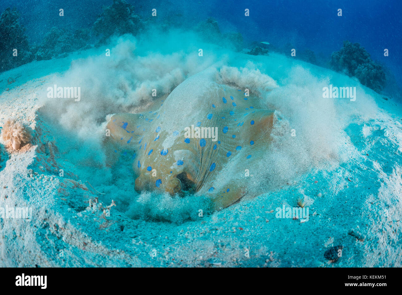 Blaupunktrochen Ribbontail Ray, Taeniura lymma, Fury Shoal, Rotes Meer, Ägypten Stockfoto