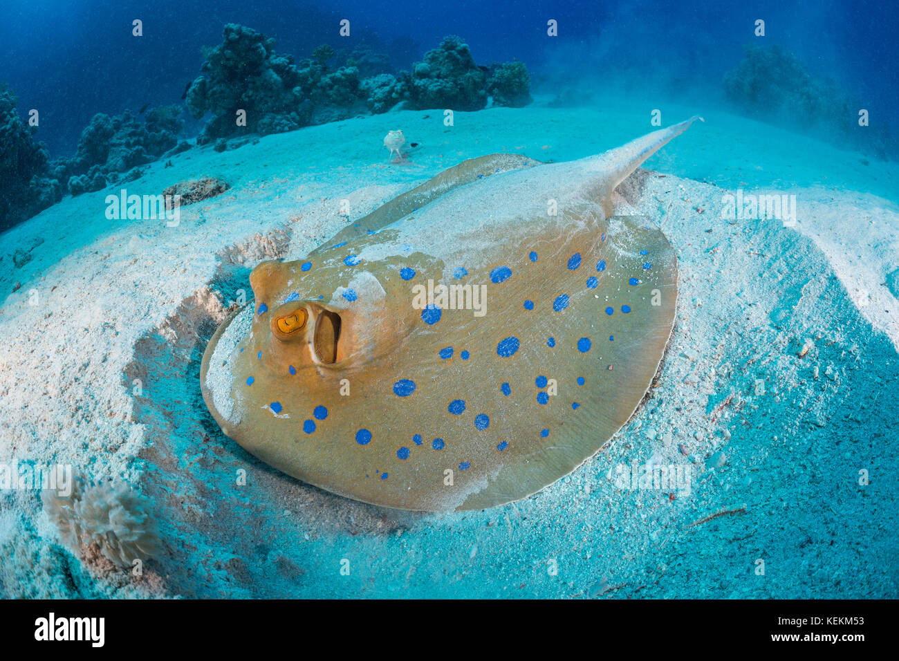 Blaupunktrochen Ribbontail Ray, Taeniura lymma, Fury Shoal, Rotes Meer, Ägypten Stockfoto
