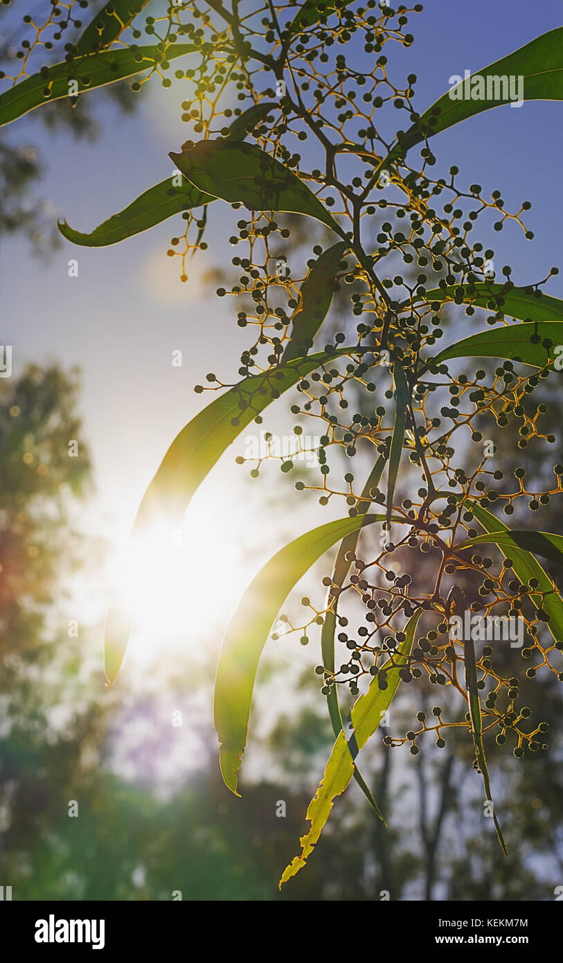 Die hellen Sonnenstrahlen glänzenden durch australische Zickzack wattle Zweige der Acacia macradenia in eine Silhouette bush Szene während am frühen Morgen im Winter Stockfoto