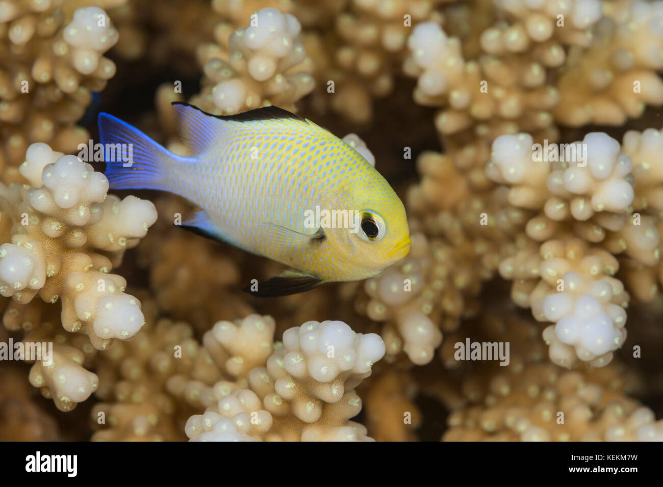Half Moon Riffbarsche, dascyllus Marginatus, Marsa Alam, Rotes Meer, Ägypten Stockfoto