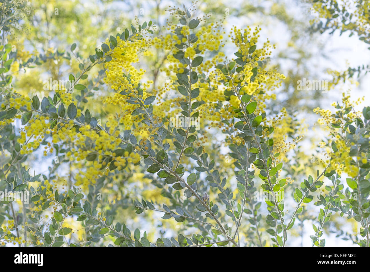 Queensland Silber wattle Tree in Gelb Flauschige Blume Blüte im Winter in Australien Stockfoto