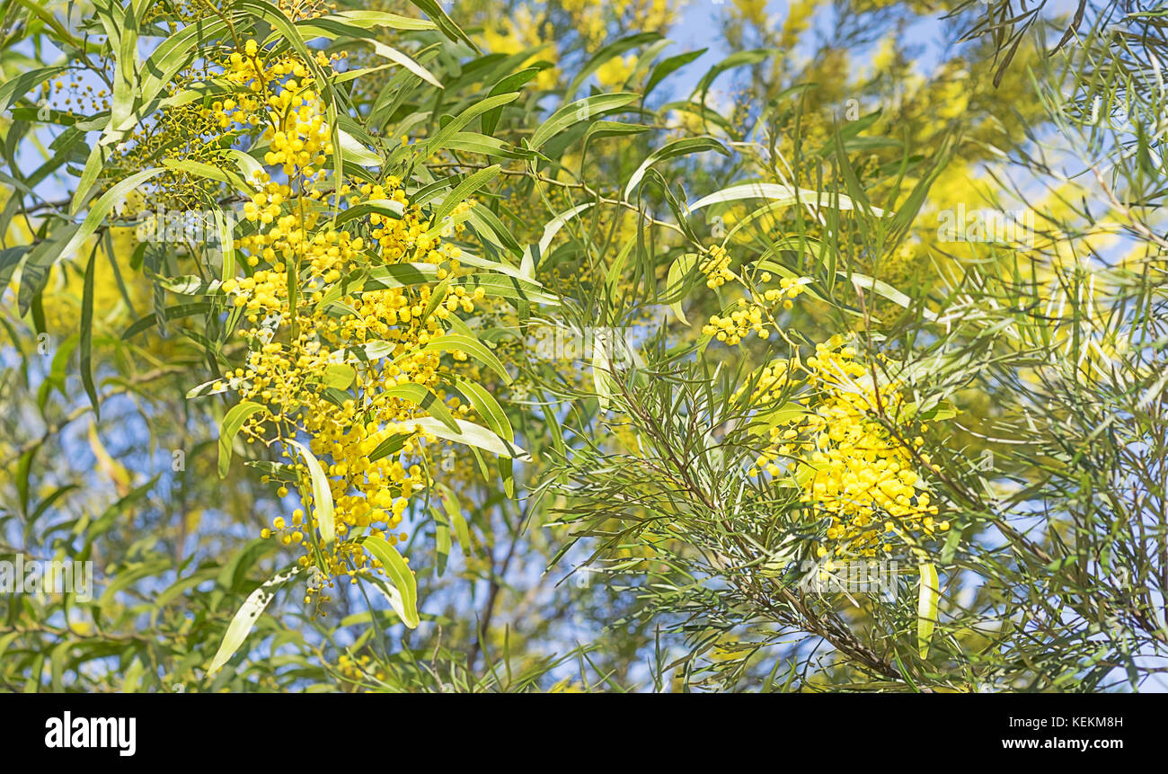Goldgelb wattle Blumen blühen in den australischen Busch im Winter Stockfoto