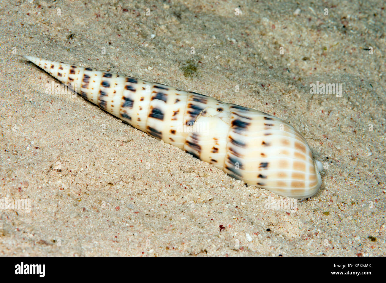 Schnecke shell, terebra maculata, Marsa Alam, Rotes Meer, Ägypten Stockfoto