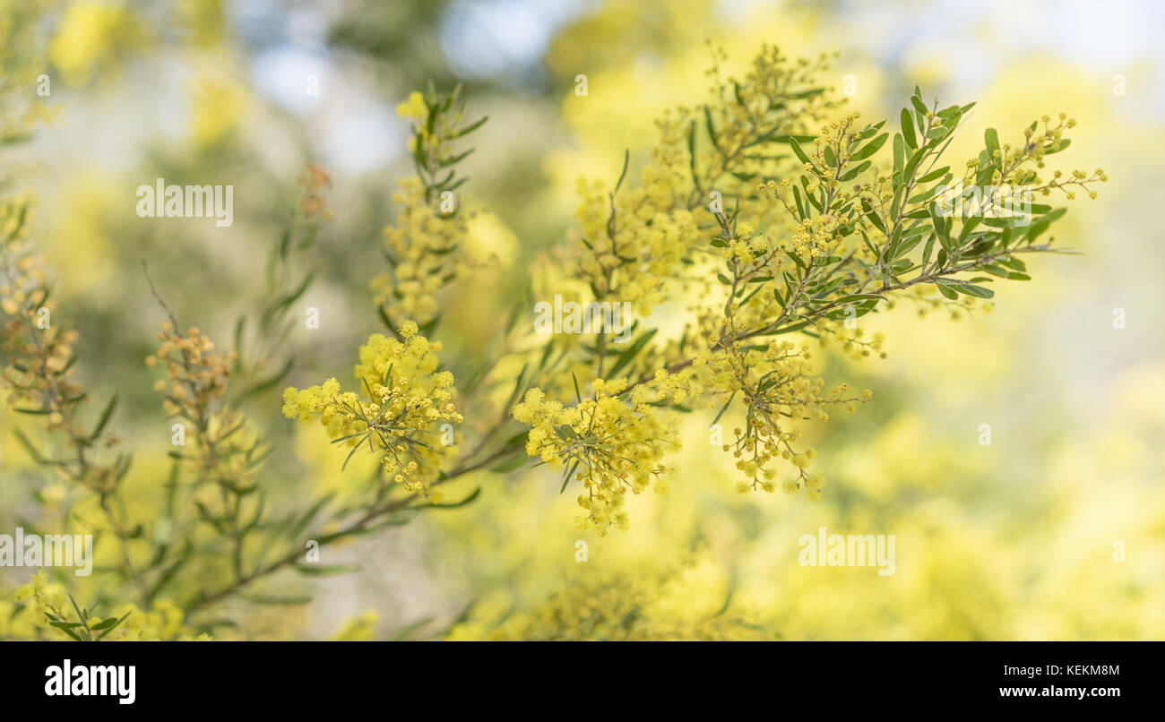 Frühling in Australien mit gelben wattle Blumen erblühen und bokeh Hintergrund Stockfoto