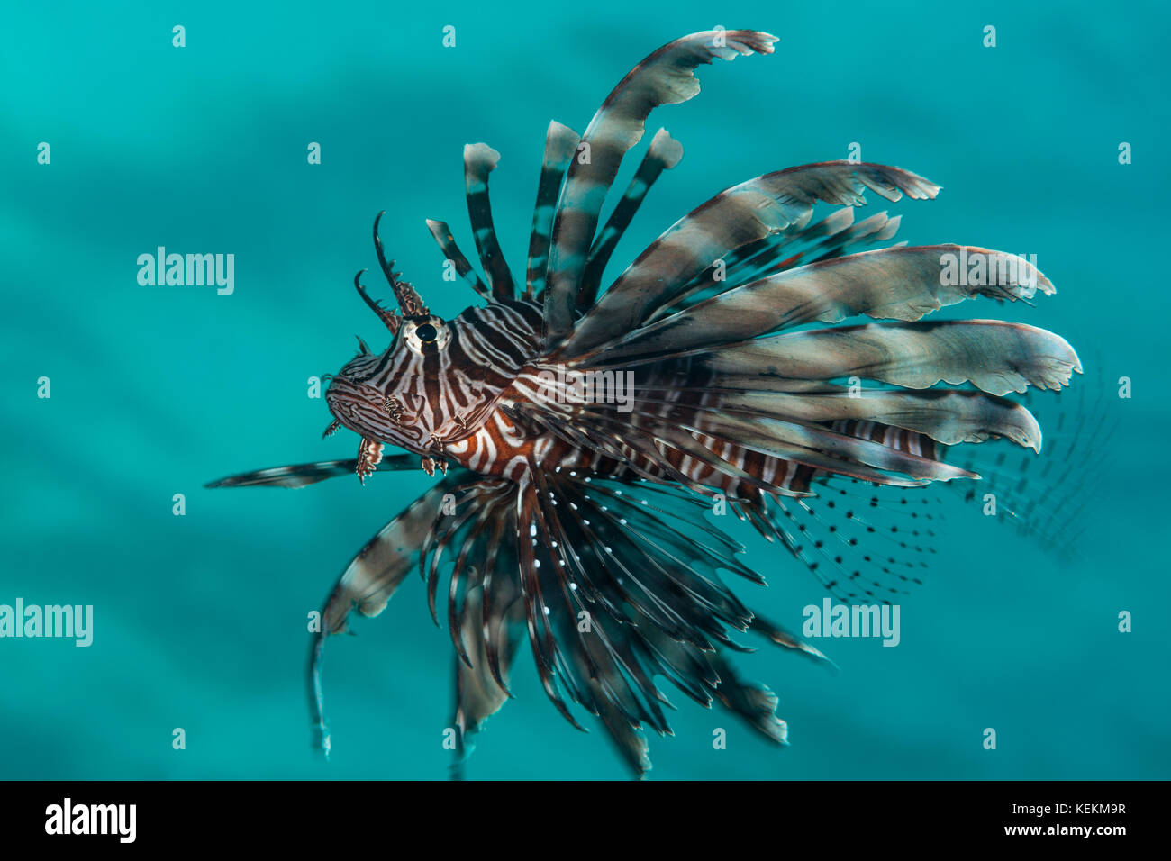 Gemeinsame Feuerfische, Pterois Miles, Elphinstone Riff, Rotes Meer, Ägypten Stockfoto