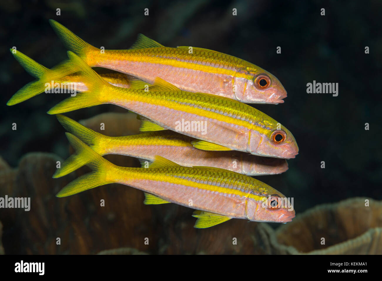 Gruppe von gelbflossenthun Meerbarben, mulloidichthys vanicolensis, Marsa Alam, Rotes Meer, Ägypten Stockfoto