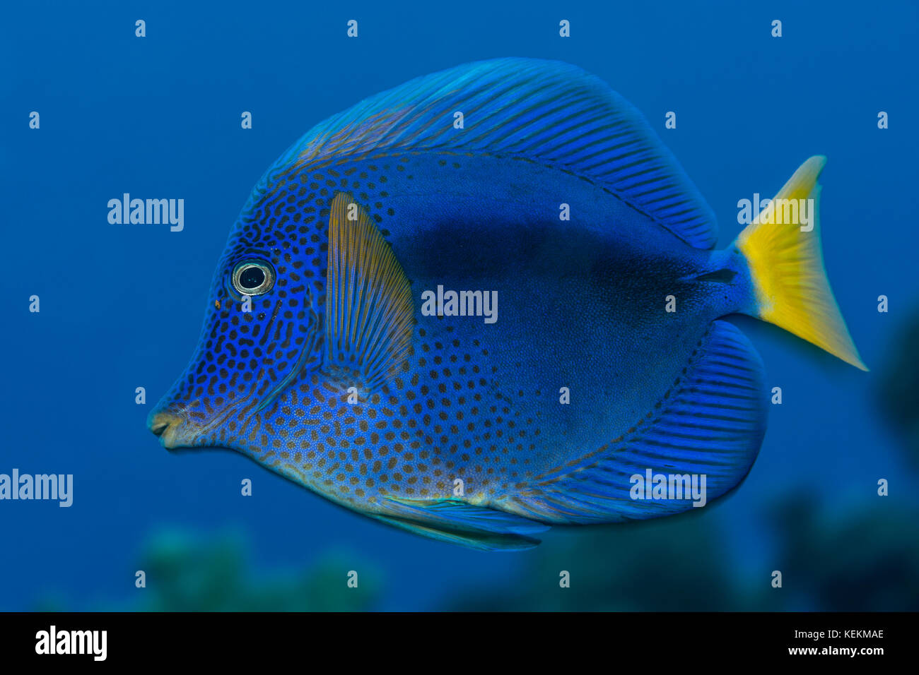 Yellowtail Tang, Zebrasoma xanthurum, Elphinstone Riff, Rotes Meer, Ägypten Stockfoto